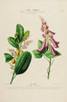 Flore d'America disegnata dal vero sul posto Pl194 - Étienne Denisse — vista dell’opera