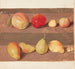Studio di fiori e frutti - Johanna Fosie — vista dell’opera