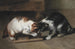 Due gatti con una preda - Eugène Remy Maes — vista dell’opera