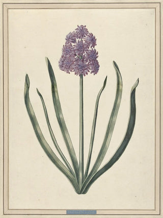 F Wijandt - Hyacint Charmante Violet.webp