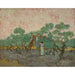 Riproduzione del dipinto Donne che raccolgono olive - Vincent van Gogh