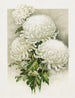 Chrysanthèmes - Ferdinand Schuyler Mathews — vista dell’opera