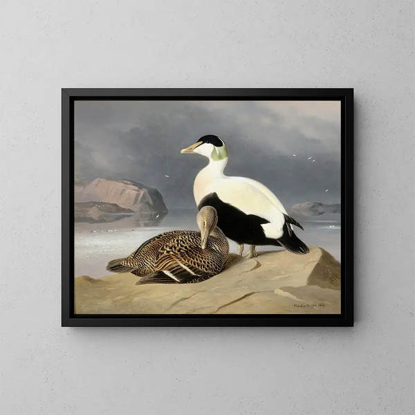 Due anatre - Ferdinand von Wright — quadro incorniciato alla parete