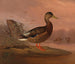 Cigno reale - Ferdinand von Wright — vista dell’opera