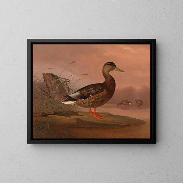 Cigno reale - Ferdinand von Wright — quadro incorniciato alla parete