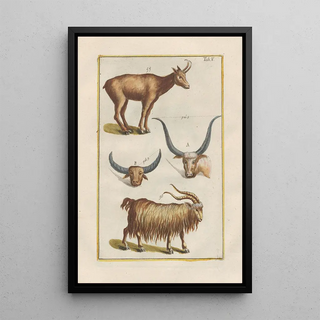 Filippo Buonanni - Rerum naturalium historia nempe quadrupedum Pl05.webp