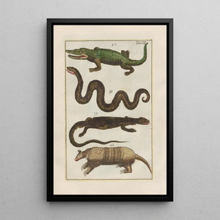 Filippo Buonanni - Rerum naturalium historia nempe quadrupedum Pl07.webp