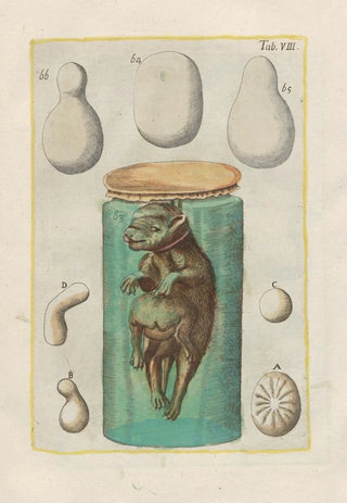 Filippo Buonanni - Rerum naturalium historia nempe quadrupedum Pl08.webp