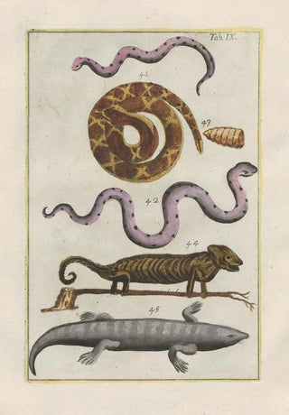 Filippo Buonanni - Rerum naturalium historia nempe quadrupedum Pl09.webp