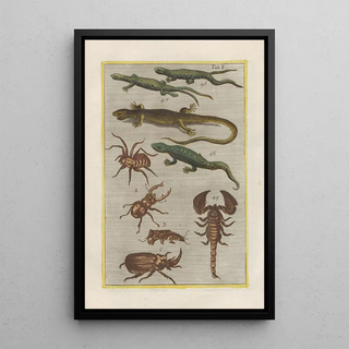 Filippo Buonanni - Rerum naturalium historia nempe quadrupedum Pl10.webp