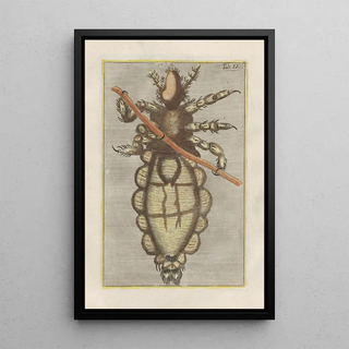 Filippo Buonanni - Rerum naturalium historia nempe quadrupedum Pl11.webp