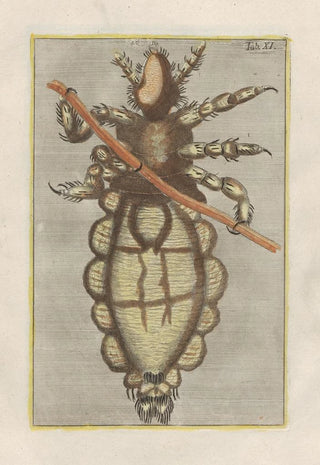 Filippo Buonanni - Rerum naturalium historia nempe quadrupedum Pl11.webp