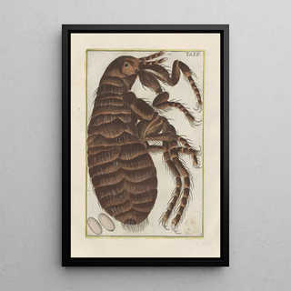 Filippo Buonanni - Rerum naturalium historia nempe quadrupedum Pl12.webp