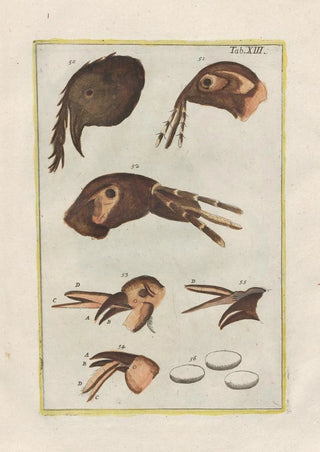 Filippo Buonanni - Rerum naturalium historia nempe quadrupedum Pl13.webp