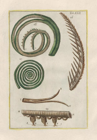 Filippo Buonanni - Rerum naturalium historia nempe quadrupedum Pl22.webp