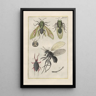 Filippo Buonanni - Rerum naturalium historia nempe quadrupedum Pl25.webp