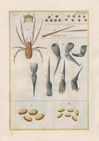 Filippo Buonanni - Rerum naturalium historia nempe quadrupedum Pl26.webp