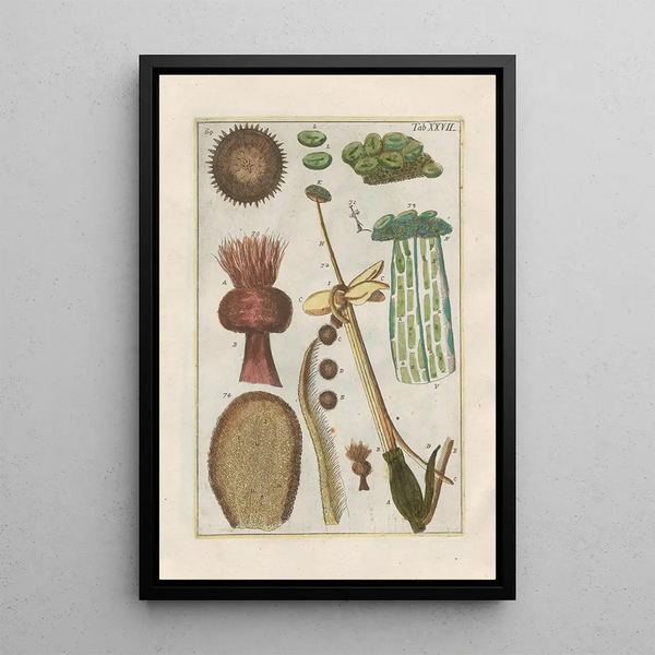 Filippo Buonanni - Rerum naturalium historia nempe quadrupedum Pl27.webp