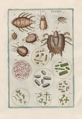 Filippo Buonanni - Rerum naturalium historia nempe quadrupedum Pl32.webp