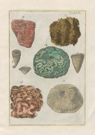 Filippo Buonanni - Rerum naturalium historia nempe quadrupedum Pl44.webp