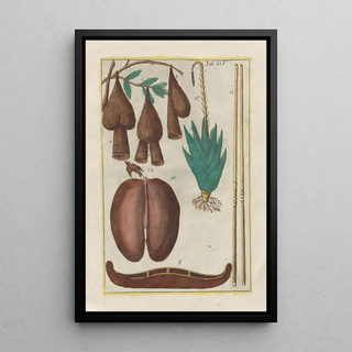 Filippo Buonanni - Rerum naturalium historia nempe quadrupedum Pl45.webp