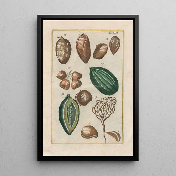 Filippo Buonanni - Rerum naturalium historia nempe quadrupedum Pl46.webp