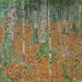 Foresta di betulle - Gustav Klimt — vista dell’opera