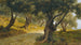 L'oliveraie di Palermo - Francesco Lojacono — vista dell’opera