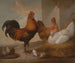 Polli e galli domestici - Francis Barlow — vista dell’opera