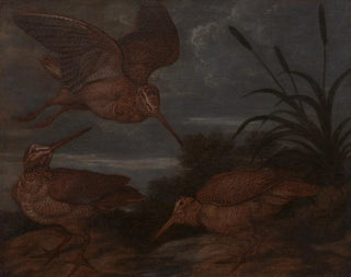 Francis Barlow - Woodcock at Dusk.webp