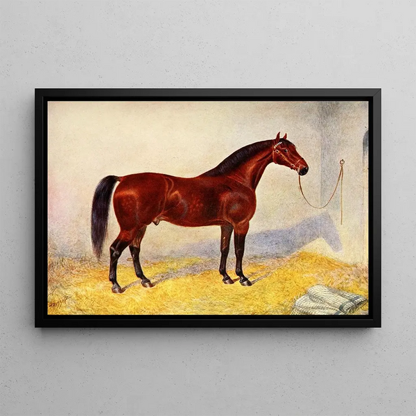 Frank Babbage - Cleveland Bay Stallion Sultan.webp