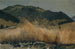 Campo di segale nel Jura - Frank Buchser — vista dell’opera