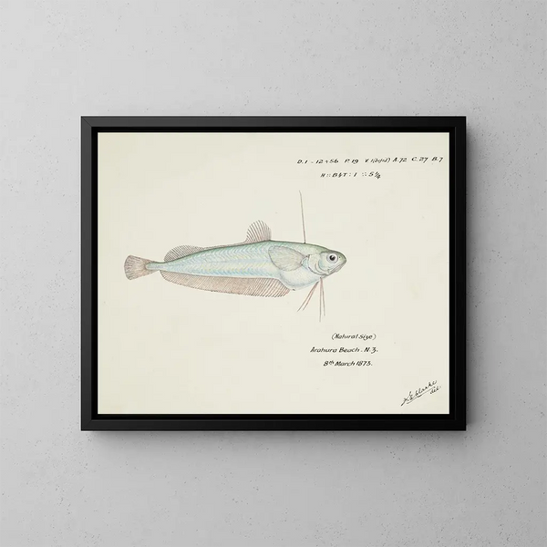 Auchenocéros punctatus NZ Ahuru - Frank Edward Clarke — quadro incorniciato alla parete
