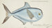 Brama brama NZ Ray's Bream - Frank Edward Clarke — vista dell’opera