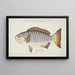 Girella tricuspidata NZ Blackfish - Frank Edward Clarke — quadro incorniciato alla parete