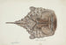 Himantolophus appelii NZ vista dorsale, pesce peschereccio spinato - Frank Edward Clarke — vista dell’opera