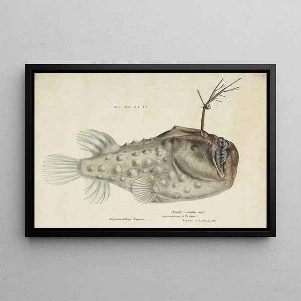 Himantolophus appelii NZ Vista laterale Pesce abissale Spinoso - Frank Edward Clarke — quadro incorniciato alla parete