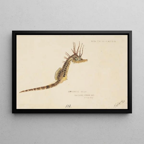 Hippocampus abdominalis, ippocampo della Tasmania - Frank Edward Clarke — quadro incorniciato alla parete