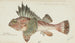 Néosebastes scorpaenoides Tas Ruddy Gurnard Perch - Frank Edward Clarke — vista dell’opera