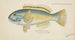 Poisson-perroquet - Frank Edward Clarke — vista dell’opera