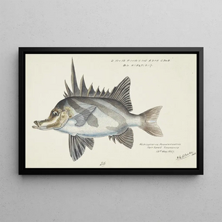 Frank Edward Clarke - Pentaceropsis recurvirostris Tas Longsnout boarfish.webp