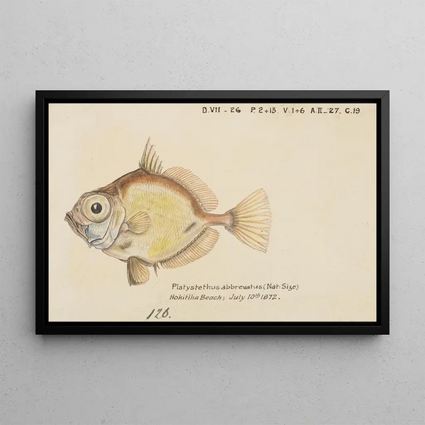 Frank Edward Clarke - Platystethus abbrevatus.webp