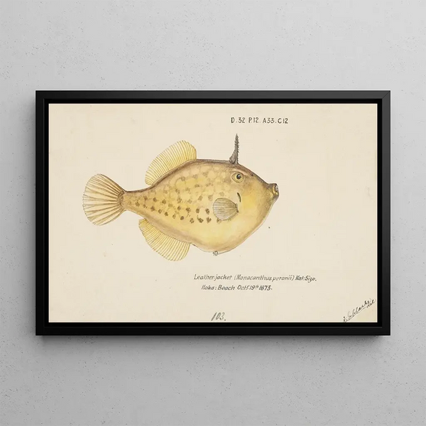 Pseudomonacanthus peroni di Frank Edward Clarke — quadro incorniciato alla parete