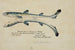 Squalus acanthias gemelli siamesi Aiguillat tigrato - Frank Edward Clarke — vista dell’opera