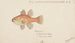 Vincentia conspersa Tas pesce cardinale del sud - Frank Edward Clarke — vista dell’opera