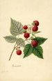 Rubus Rancocas - Frank Muller — vista dell’opera