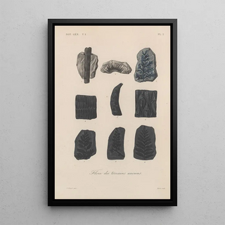 Franois Hrincq - Traite de botanique generale Pl002.webp