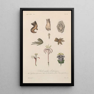 Franois Hrincq - Traite de botanique generale Pl013.webp