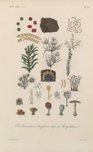 Franois Hrincq - Traite de botanique generale Pl014.webp