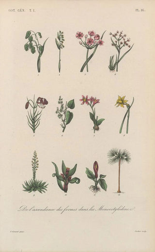 Franois Hrincq - Traite de botanique generale Pl016.webp